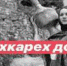 Мехкарий. Бух боацаш оалаш дац вайнаха «ЙоI кхеечо - къам кхеду». - Magas.Ru