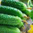 cucumber2021 - Роспотребнадзор