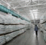 Московский "Агромельпродукт" вложит 0,5 млрд руб. в строительство мукомольного комбината в Ингушетии - Magas.Su