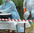 В двух селах Ингушетии появятся новые ветлечебницы - Газета Ингушетия