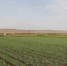 На сельхозполях Ингушетии проводится дезинфекция - Сердало