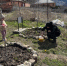 Ляжгинский ДК принимает участие в республиканском экологическом месячнике - Сердало